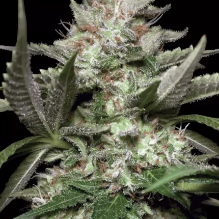 Auto Kong 4 (x3) (2x1)