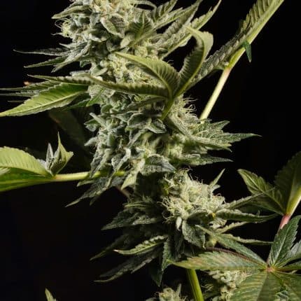 Glowstarz (x3) (2x1)