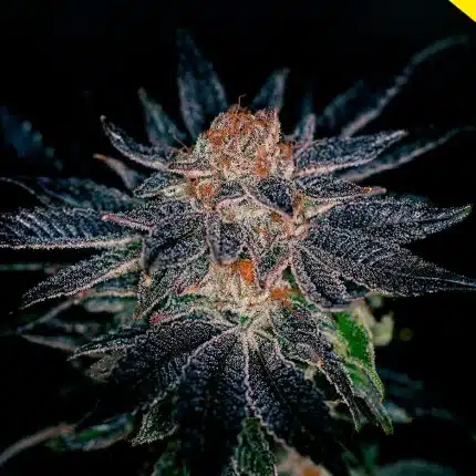 Gelato #47 (x3) (2x1)