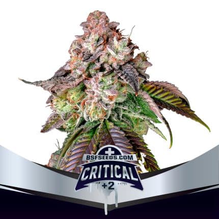 Critical +2 Fem (x4)