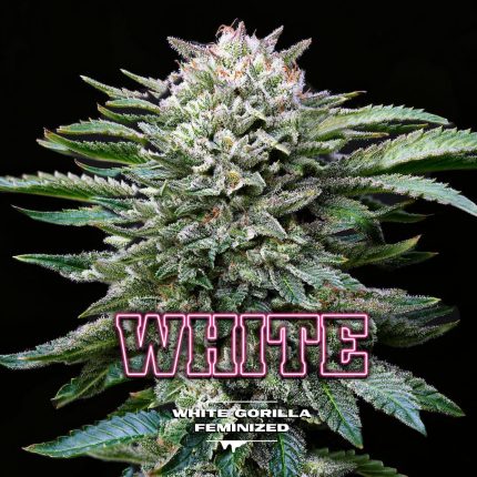 White Gorilla GK (x4)