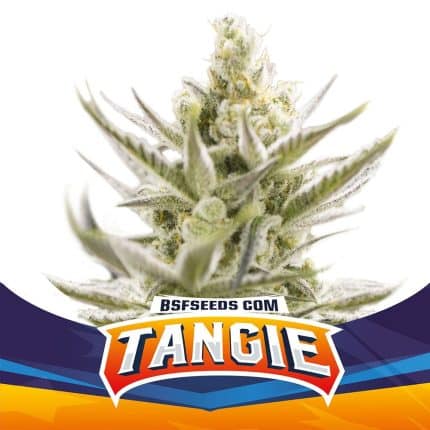 Tangie XXL Auto (x4)