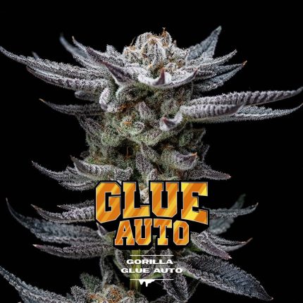 Gorilla Glue Auto GK (x12)
