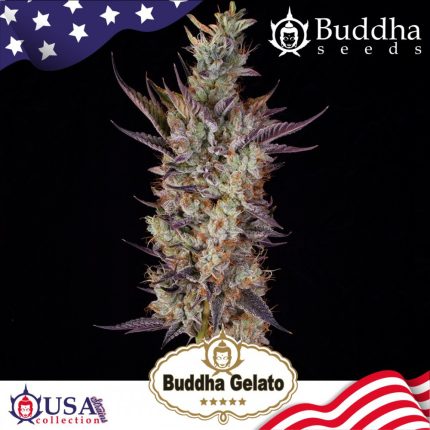 BUDDHA GELATO (x3)