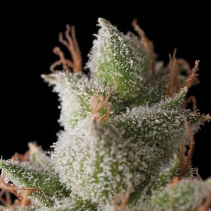 Auto White Widow (5+1)