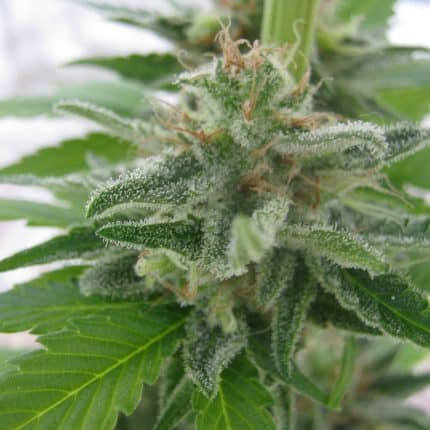 Californian Gold (x3) (2x1)