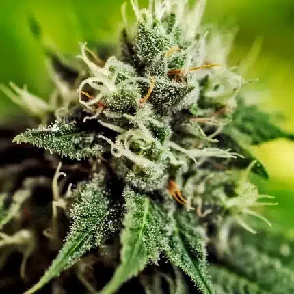 Critical #47 Auto (x3) (2x1)