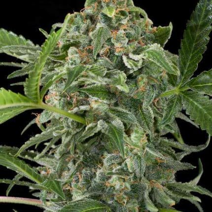 Candy Kush Express Fast (x3)