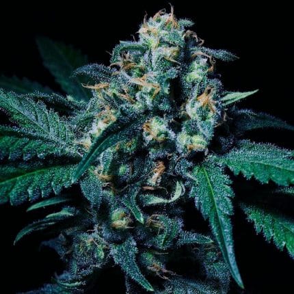 Negra 44 Fem (x1) (2x1)