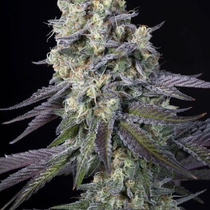 Purple Mints (x3) (2x1)