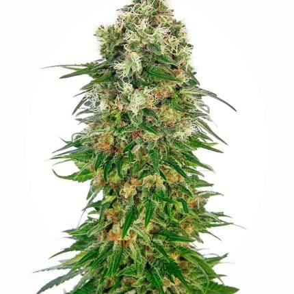 Auto Shiva Skunk (x3)