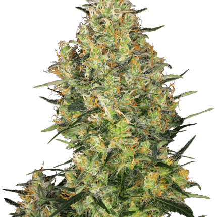 Shiva Skunk (x3)
