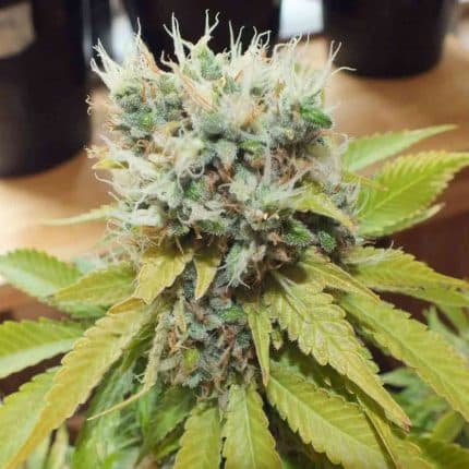 Space Cookies (x3) (2x1)