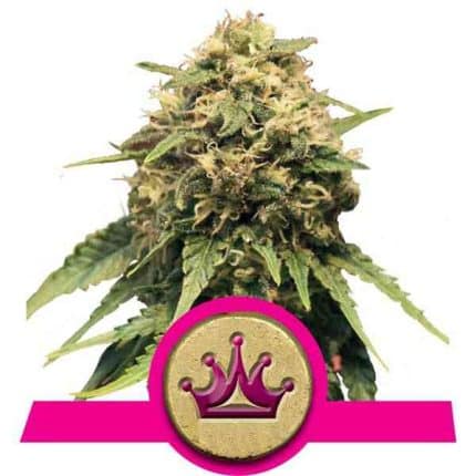 Special Queen #1 (x3)