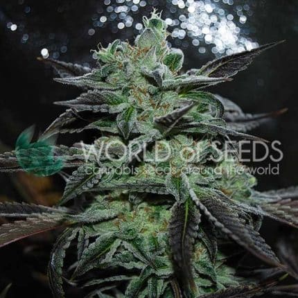 Strawberry Blue Early Harvest (x3)