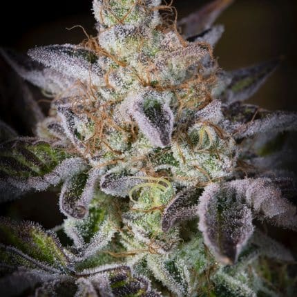 Sweetopia (x3) (2x1)