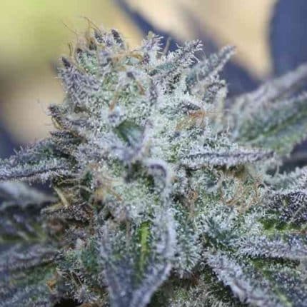 Washing Machine (x3)