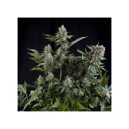 White Widow CBD (3+1)