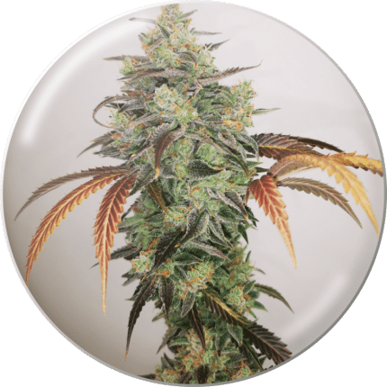 Y GRIEGA CBD 2.0 (x3)