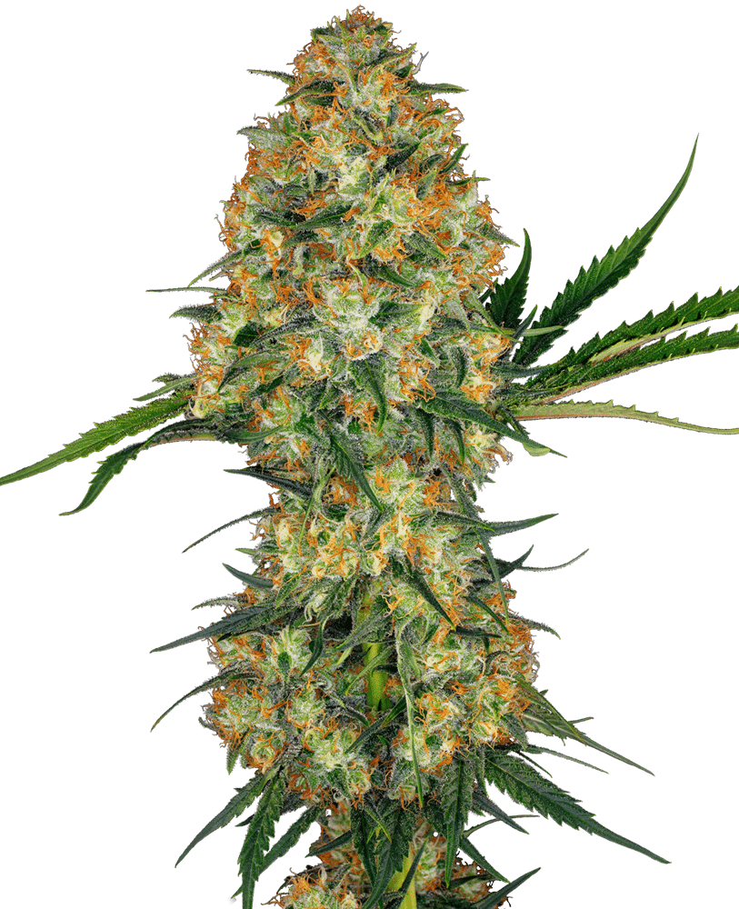 hindu-kush-xl