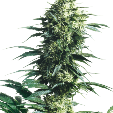 Morther´s Finest (x10)