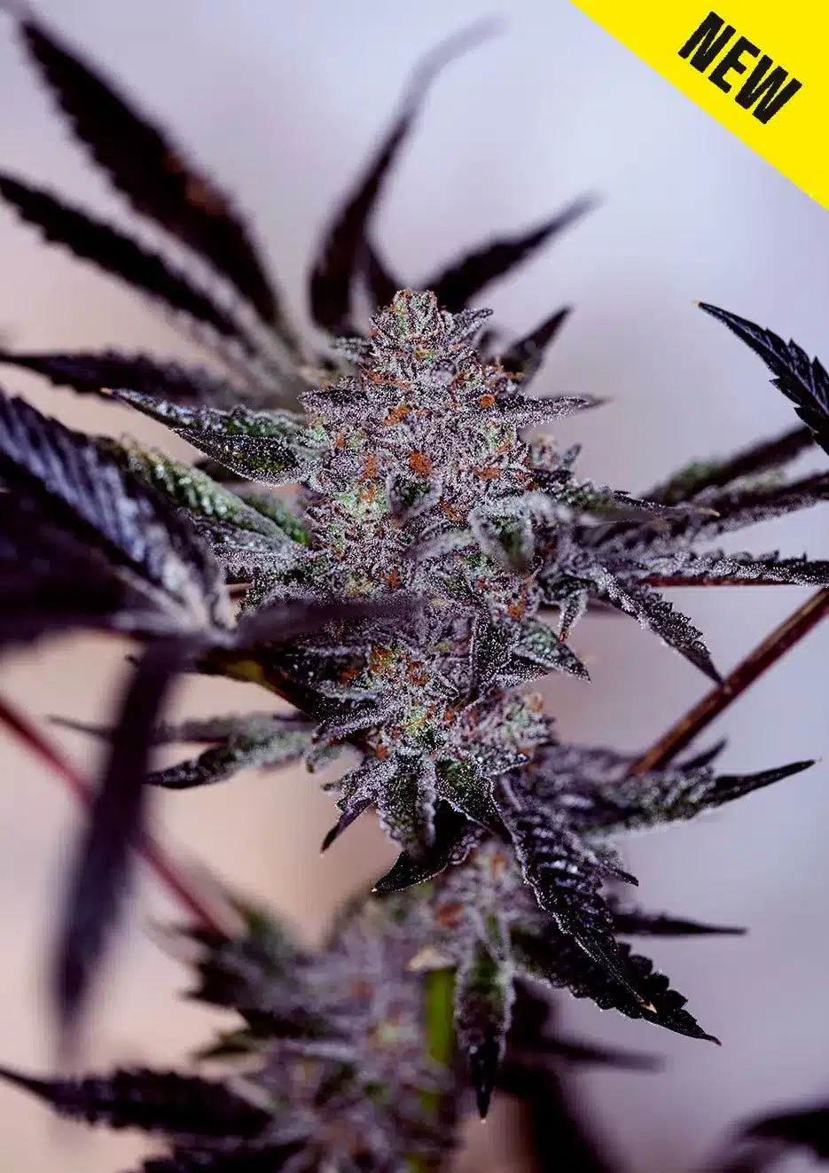 Semilla-de-Marihuana-Purple-Cherry-auto-NEW