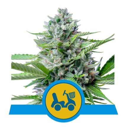 Fast Eddy CBD Auto (x3)