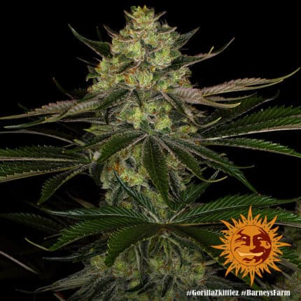 Gorila Zkittlez (x3)