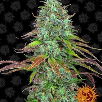 LSD Auto (x3)
