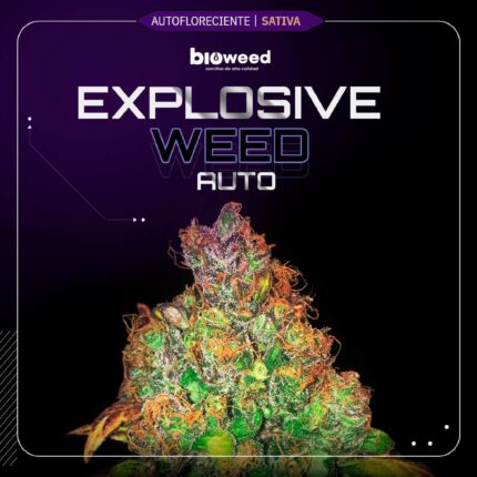 Auto explosive weed x3+1