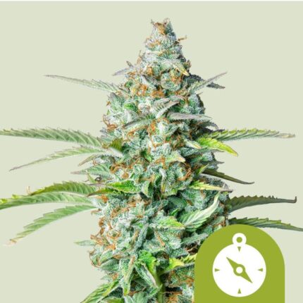 Northern Light Auto x3