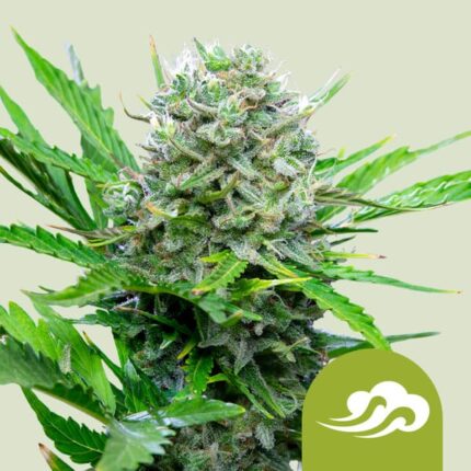 Royal Bluematic Auto x3