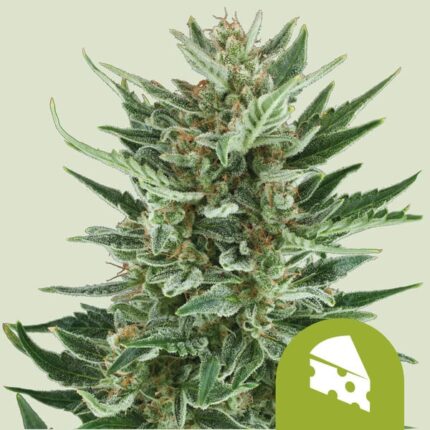 Royal Cheese Auto x3