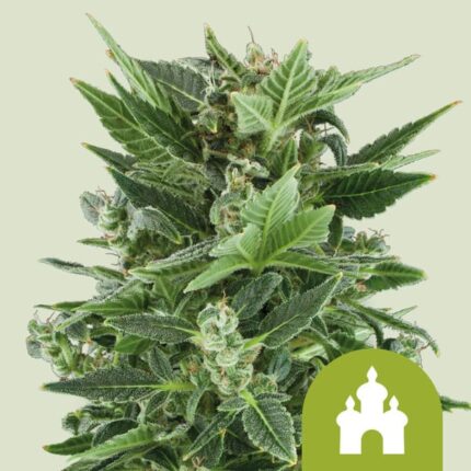 Royal Kush Auto x3