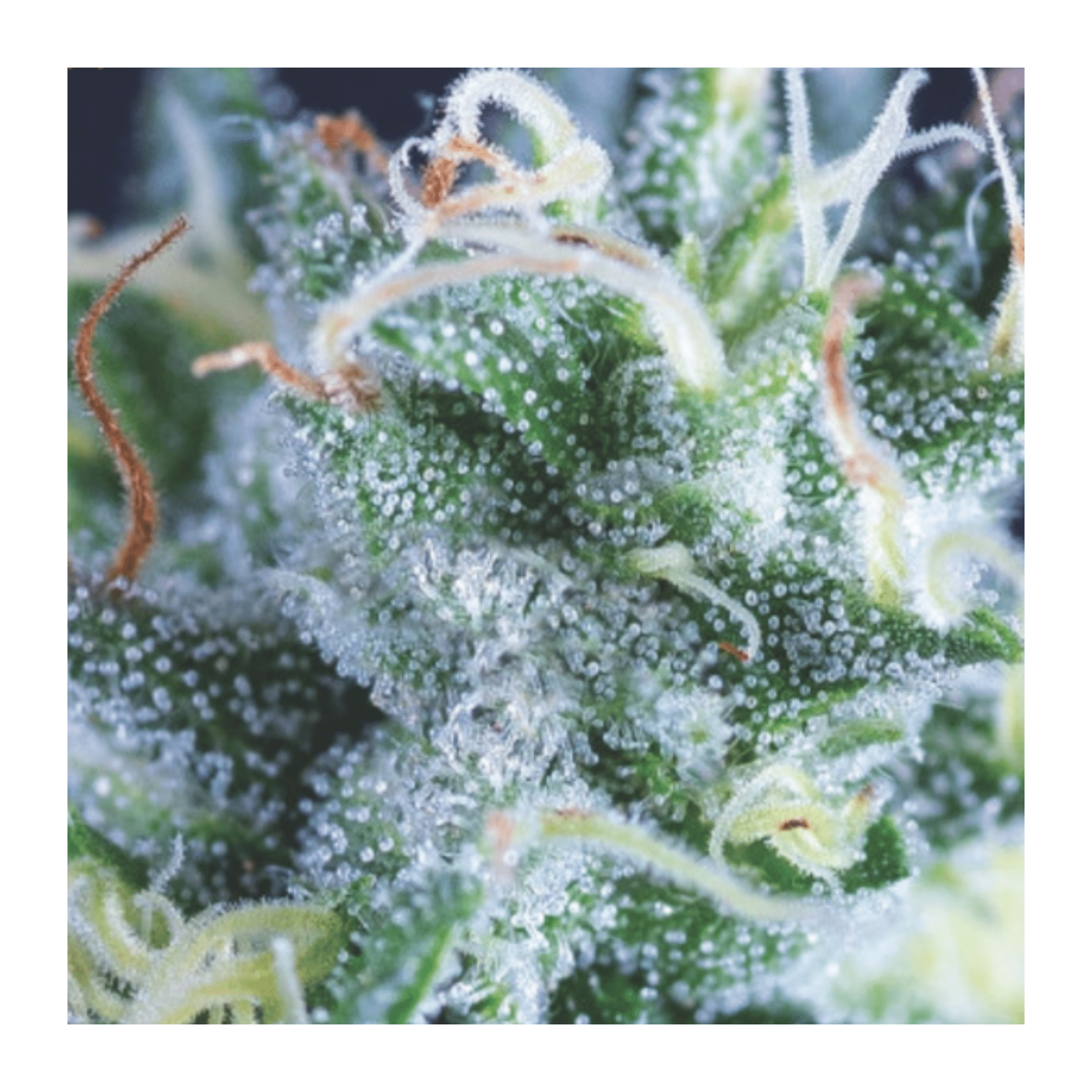 auto gelato