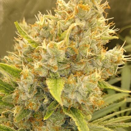 Malawi x Panama (x3)