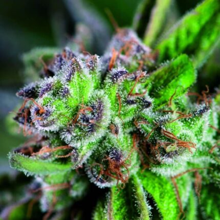 Watermelon Zkittlez (3+1)