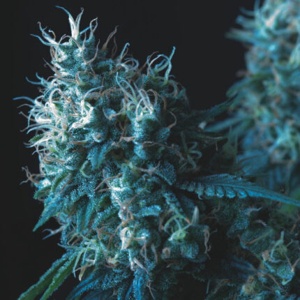 Cookies USA Regular (x7)