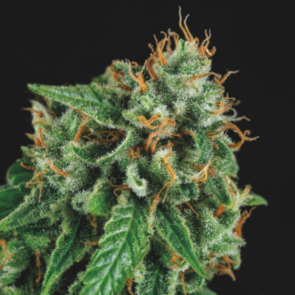 Tutankhamon x Gorilla Glue (x5)