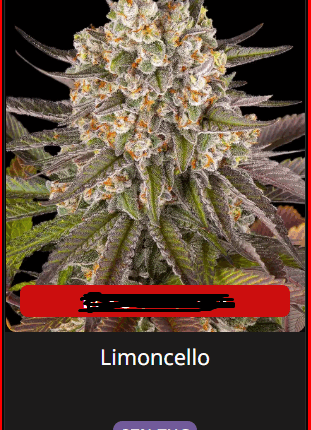 Limoncello Strain
