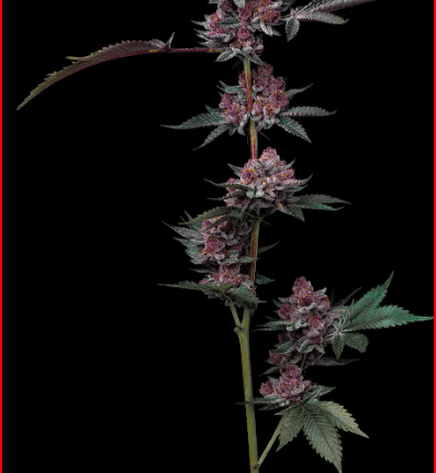 Cherry poppers