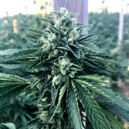 Cinnamon Buddha OG (x3)