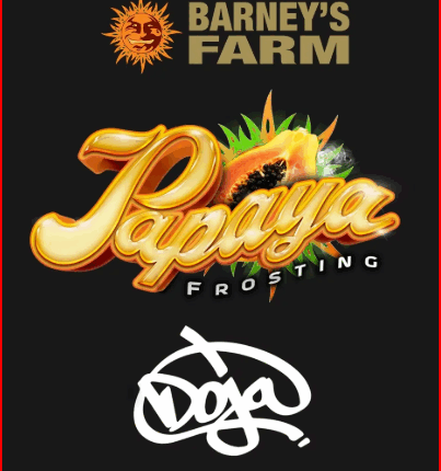 Papaya Frosting Strain